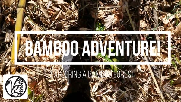 YT: Bonus Bamboo Adventure
